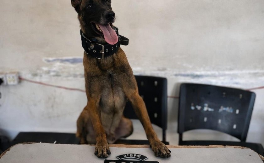 Homem é preso por tráfico de drogas em Arapiraca