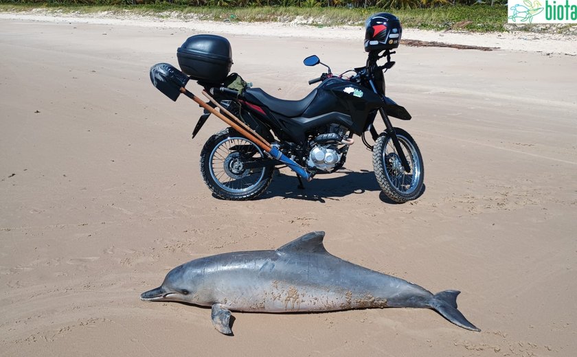 Vídeo: boto-cinza é encontrado morto em Praia da Barra de Santo Antônio