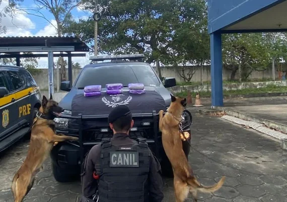Polícia apreende seis quilos de skunk em operação conjunta na BR-101, em São Sebastião