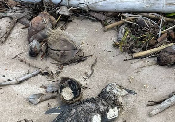 Pinguim é encontrado morto em praia de Maragogi; este é o quinto registro em AL neste ano