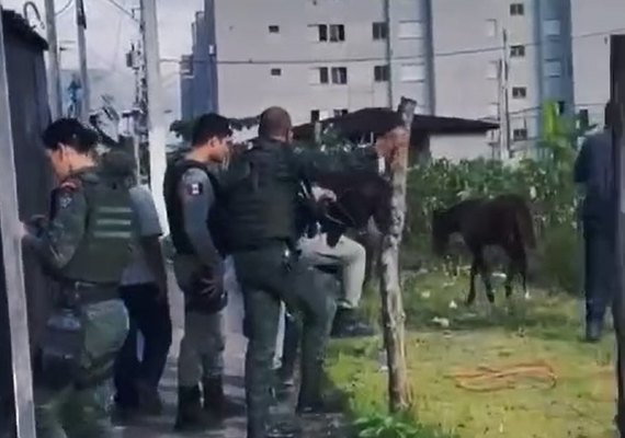 Cavalo que sofria maus tratos em Maceió é resgatado