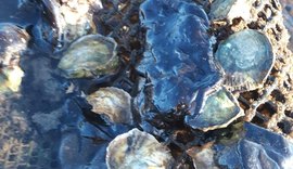 Óleo atinge estuário de ostras em Porto de Pedras, no litoral norte de Alagoas