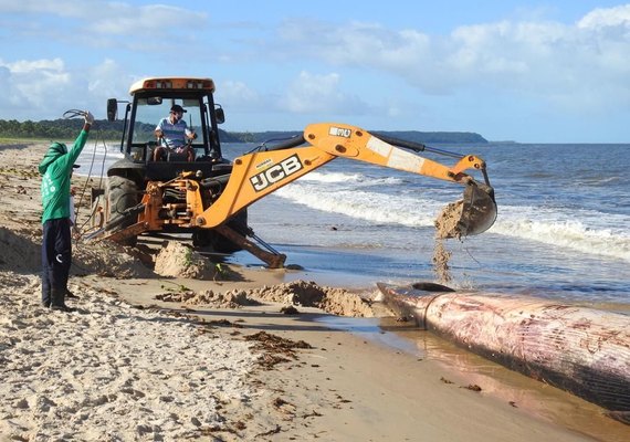 Baleia que encalhou na Barra de Santo Antônio será enterrada em praia