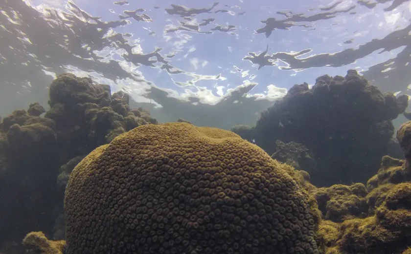 Calor, acidez das águas e pouco alimento ameaçam ecossistemas marinhos