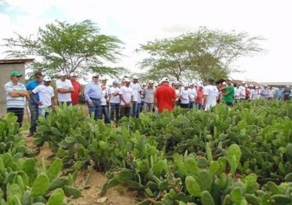 Especialistas debatem benefícios da cultura da palma nesta quarta-feira (26)