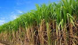 Corpo com marcas de tiros é encontrado em canavial na cidade de Rio Largo