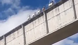 Bodes são flagrados atravessando ponte no Canal do Sertão e vídeo viraliza em Alagoas