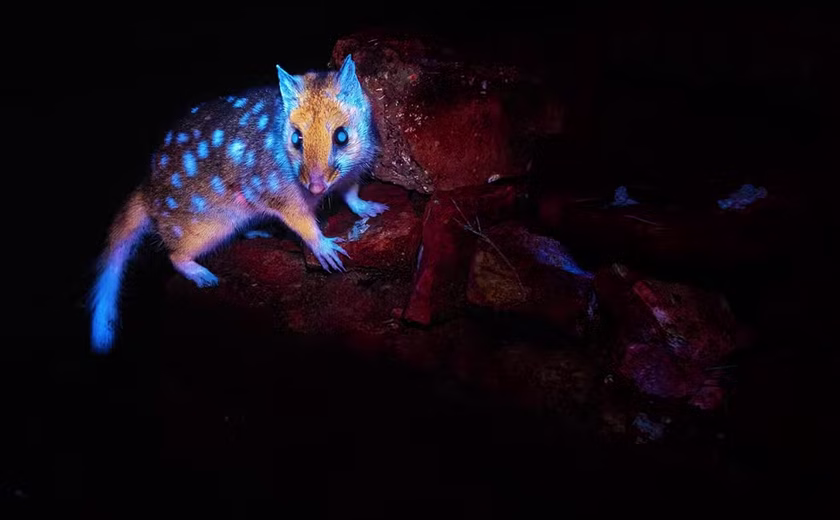 Marsupial ‘brilhante’ é flagrado pela 1ª vez em floresta na Tasmânia