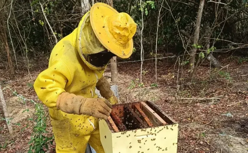 Muito além do mel, Sebrae lança projeto que vai impulsionar apicultura e meliponicultura no Sul de Alagoas