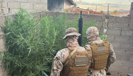 Polícia Militar flagra plantio de maconha em Canapi
