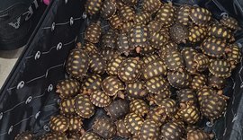 Homem é preso com 600 filhotes de jabuti dentro de malas no RJ