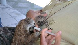 FPI resgata 2.040 animais e recupera espécimes para reintroduzir na natureza