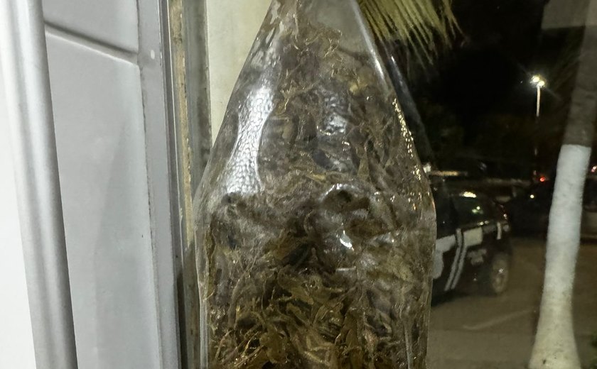 Motorista por aplicativo denuncia entrega de encomenda com maconha em Arapiraca