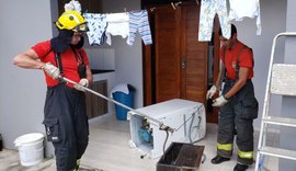 Cobra aparece em máquina de lavar e bombeiros capturam animal em Arapiraca; assista