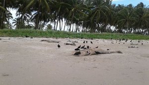 Vinte e um mamíferos marinhos encalharam em Alagoas neste ano