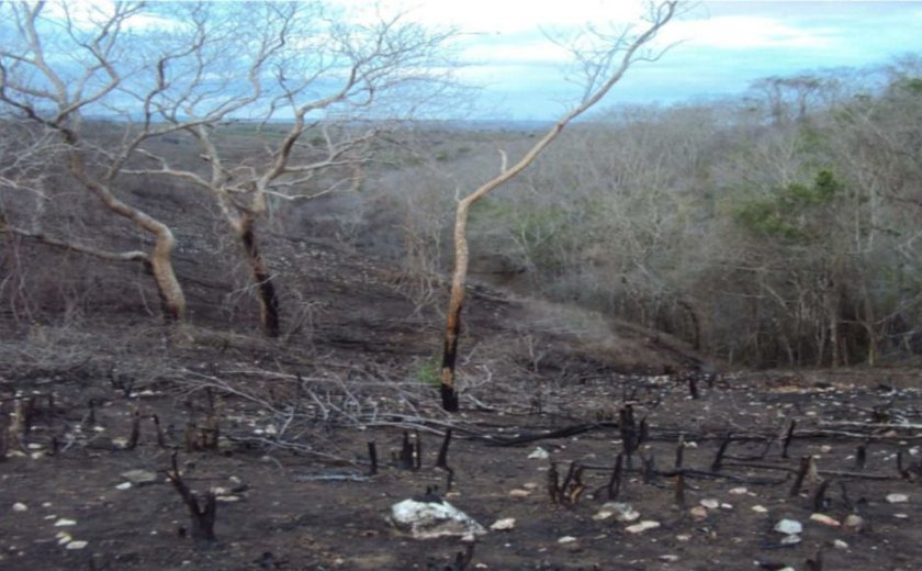 MPF aciona herdeiros por degradação ambiental em área da Terra Indígena Kariri-Xocó