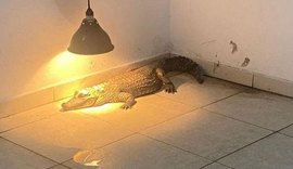 Jacaré mantido em cativeiro dentro de apartamento acende alerta sobre a posse ilegal de animais silvestres