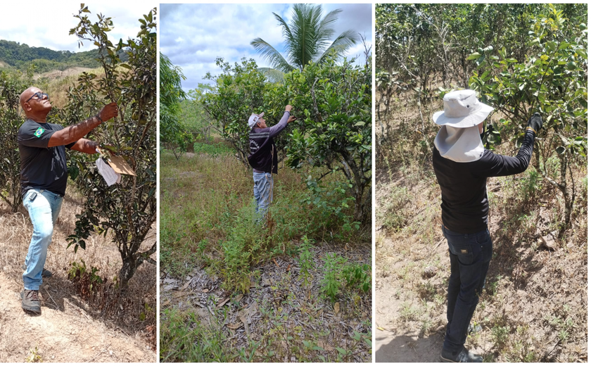 AL assegura a manutenção do status sanitário de área sem ocorrência de Cancro Cítrico