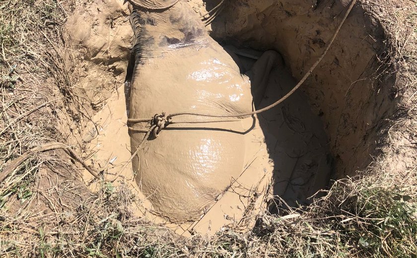 Animal é resgatado de poço de cerca de 6 metros de profundidade