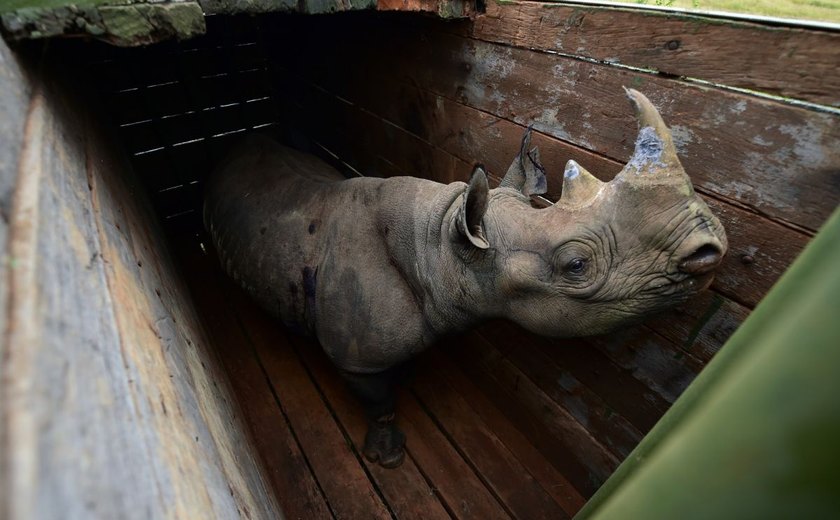 No Quênia, rinocerontes ameaçados de extinção morrem durante transporte