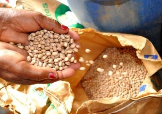 Governo de Alagoas realiza pregão para aquisição de sementes nesta sexta-feira (23)