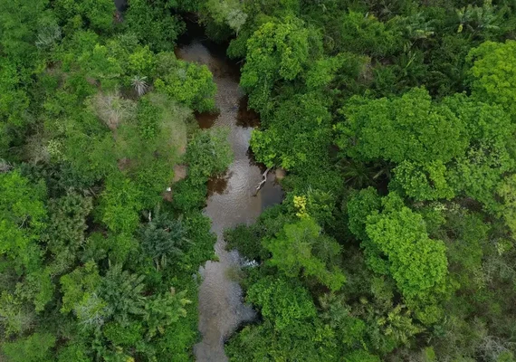 Área queimada no Brasil fica 31% abaixo da média histórica em 2025