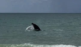 Golfinho encanta banhistas com saltos na Praia do Francês