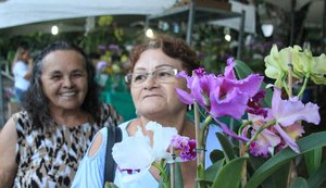 Mais de 100 espécies de orquídeas e bromélias em exposição