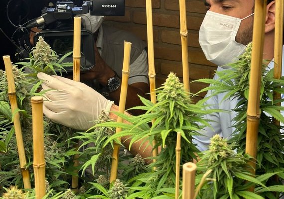 OAB/AL destaca avanços com aprovação da regulamentação do cultivo medicinal da Cannabis