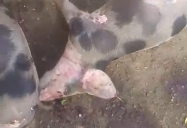 Mistério na morte de porcos em São Brás