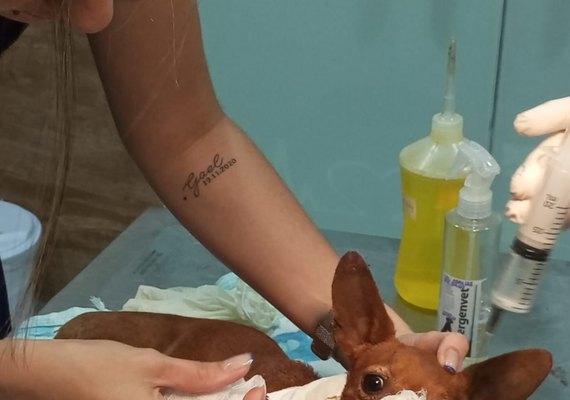 Vídeos: cãozinho é brutalmente atacado por homens e fica com lesões na coluna e maxilar