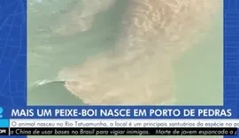 Filhote de peixe-boi nasce no rio Tatuamunha, em Porto de Pedras