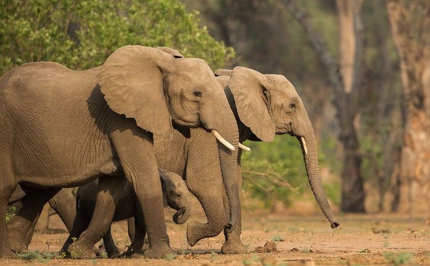 Elefante pisoteia e mata turista alemã de 49 anos no Zimbábue