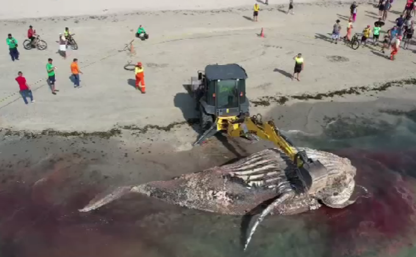 Instituto Biota e Alurb removem baleia encontrada morta na Praia de Ponta Verde