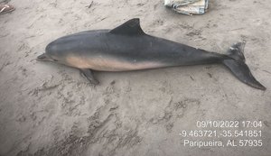 Golfinho é achado morto encalhado na Praia de Paripueira