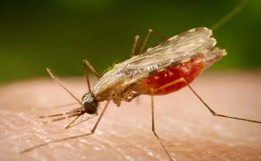 Cientistas da Fiocruz podem produzir vacina completa contra a malária