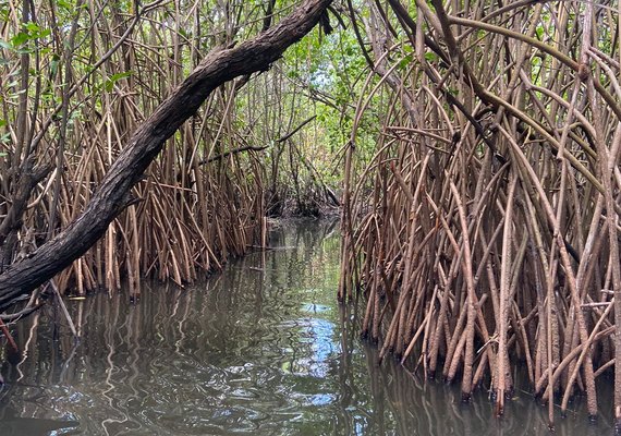Rio Gelado e falésias de Jequiá da Praia são escolhidos como ponto de partida do projeto Rota Lagunar