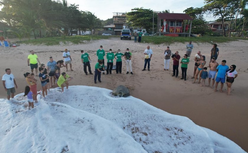 Tartaruga-verde resgatada em Alagoas é reabilitada e devolvida ao mar após meses de tratamento