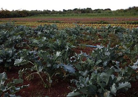 126 mil declarações da agricultura familiar com indícios de irregularidades são suspensas