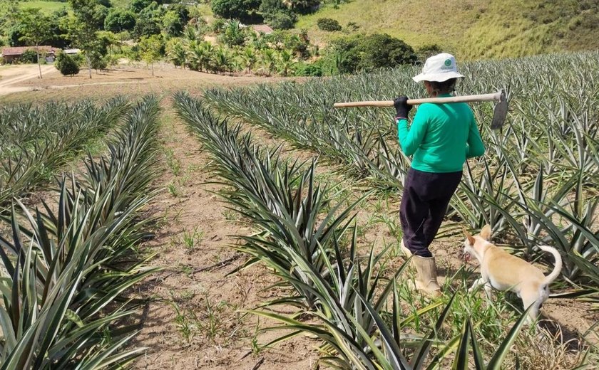 Crédito do Banco do Nordeste para o semiárido alagoano soma cerca de R$ 800 milhões em 2025