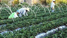 Agricultura familiar avança com políticas públicas de incentivo ao produtor