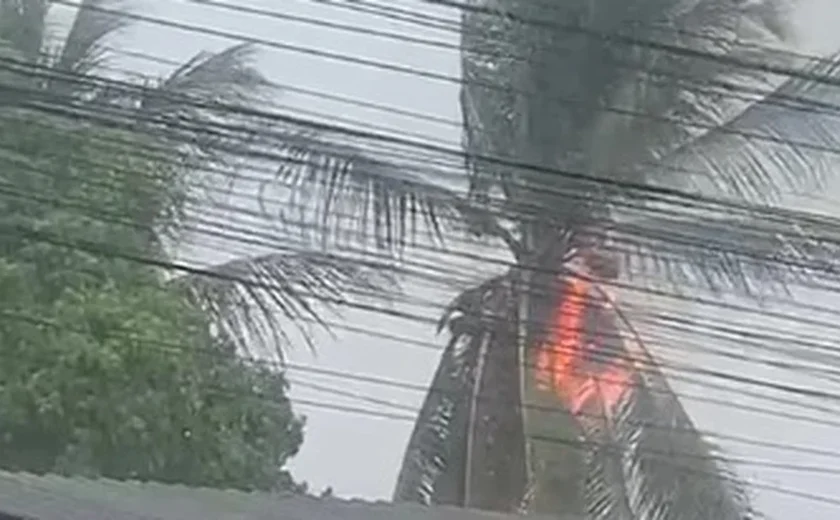 Incêndio em coqueiro chama atenção durante forte chuva em Arapiraca