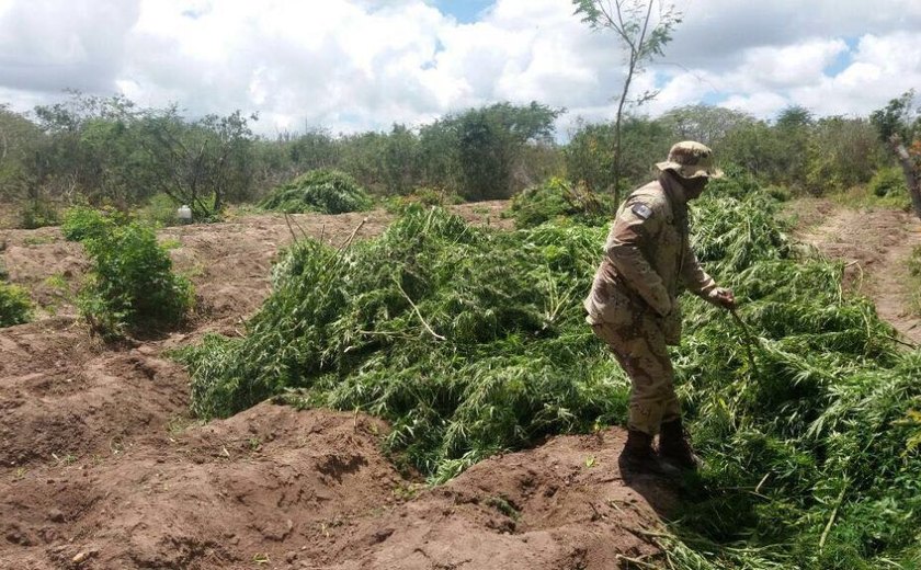 Policiais apreendem mais de 30 mil pés de maconha na zona rural de Mata Grande