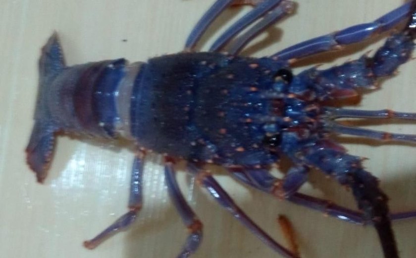 Pescador de Barra Grande, em Maragogi, pesca outra lagosta azul