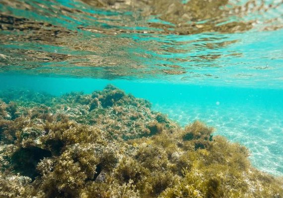 Justiça Federal suspende turismo na Lagoa Azul, em Maragogi