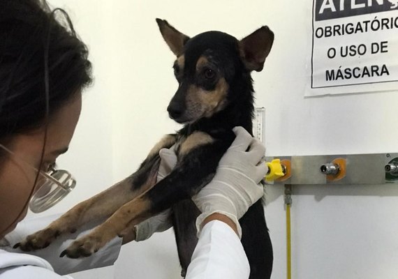 Polícia Civil resgata cadela em Maceió após denúncia de abuso e maus-tratos