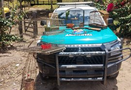 Batalhão Ambiental apreende arma de fogo e resgata animais silvestres em Limoeiro de Anadia