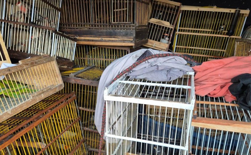 Polícia Militar apreende quase 700 animais em Arapiraca