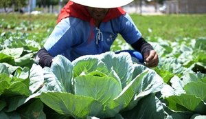 Reeducandos aperfeiçoam técnicas de cultivo na horta do sistema prisional