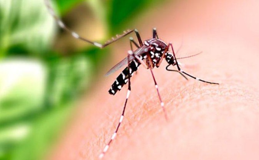 Dengue faz três estados e DF decretarem situação de emergência